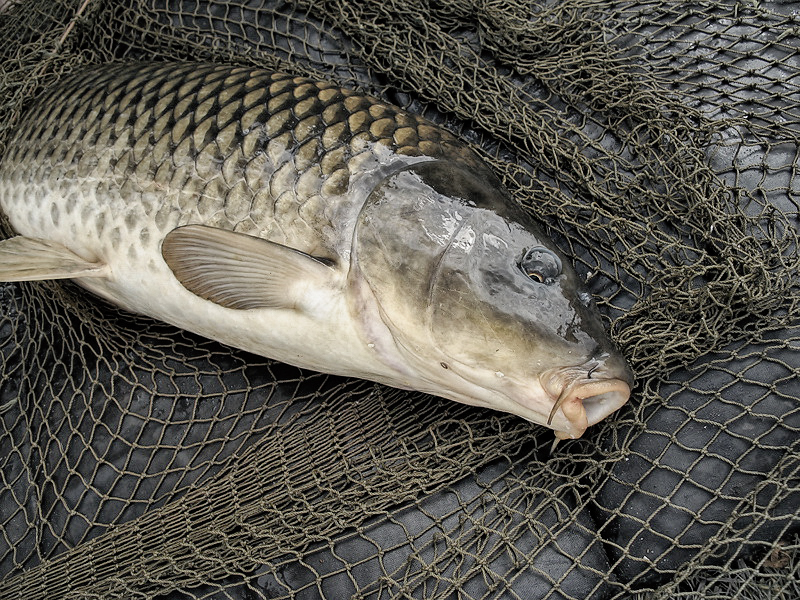 Tiere Aasee BocholtIMG_1678 als Smart-Objekt-1 Kopie.jpg - Das warten hatte sich gelohnt , einen riesen Fisch ( habe leider den Namen vergessen ) holten die beiden aus dem See.